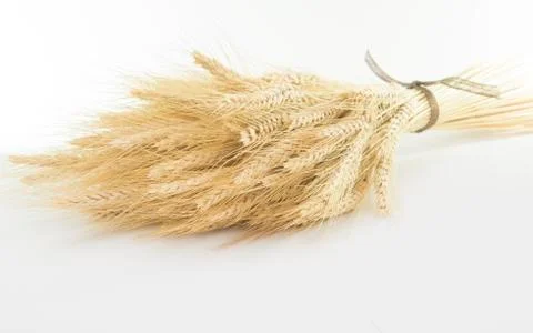 Studio close up wheat stalks Stock Photos