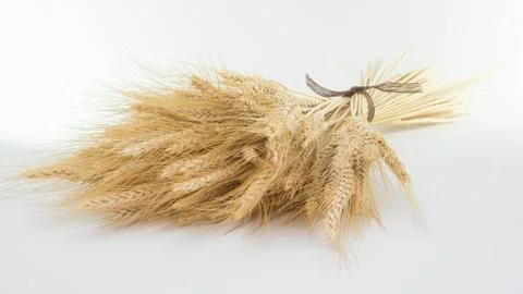 Studio close up wheat stalks Stock-Fotos