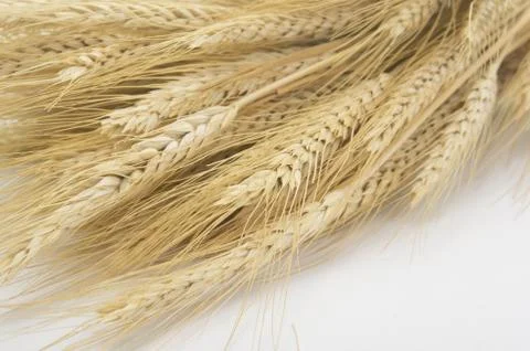 Studio Close Up Wheat Stalks Foto stock