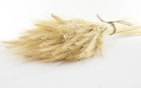 Studio Close Up Wheat Stalks Foto stock