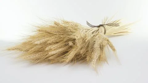 Studio Close Up Wheat Stalks Stock-Fotos