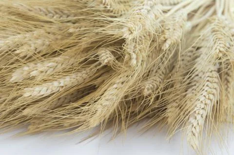 Studio Close Up Wheat Stalks Stock-Fotos