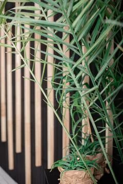 Studio decor with flowerpot Stock Photos