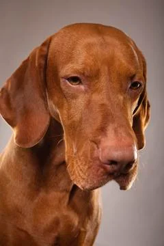 Studio dog portrait Stock Photos