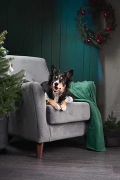 Studio dog scene with tree Stock Photos