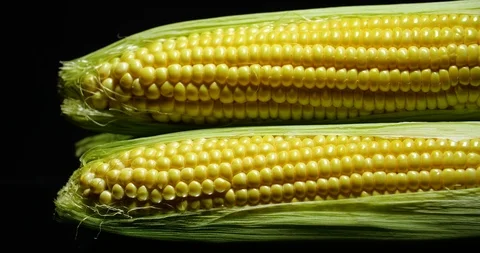 Studio dolly shot of two raw fresh ears of corn 스톡 동영상 114990964