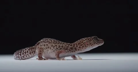 Studio footage of a small lizard, gecko is breathing, moving belly, 4k Stock Footage 158295248