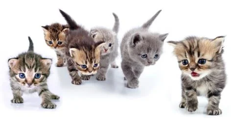 Studio isolated portrait of large group of kittens Stock Photos