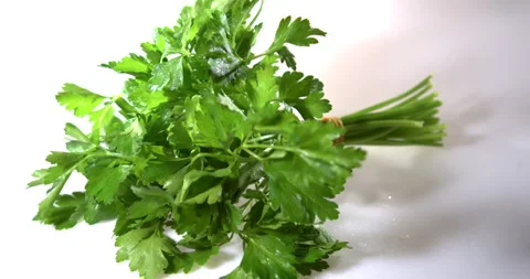 Studio Lighting Accentuates Vibrant Green Shades Of Parsley And Wet Leaves Stock Footage 332563395