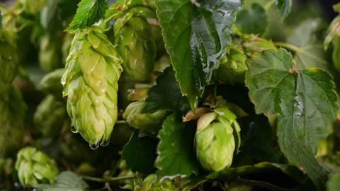 Studio lighting emphasizing the appealing texture of hop cones. Stock-Footage 255278048