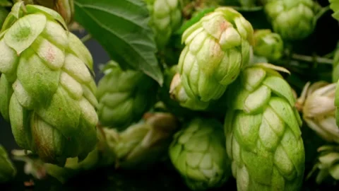 Studio-lit macro shot displaying hop cones' texture and allure. Stock-Footage 251326234