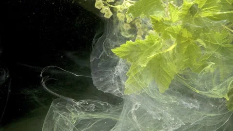  Studio macro shot capturing vibrant green leaves and drifting smoke Vidéo 331774884