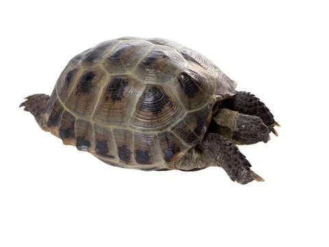 A studio photo of a tortoise crawling a studio photo of a tortoise crawlin... Stock Photos