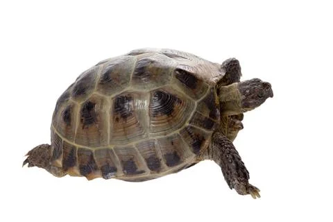 A studio photo of a tortoise crawlinground a studio photo of a tortoise cr... Stock Photos