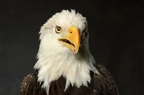 Studio portrait of bald eagle Stock Photos