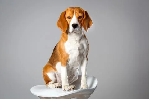 Studio portrait of beagle dog Foto stock
