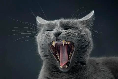 Studio portrait of a beautiful grey cat with a wide open mouth Stock Photos