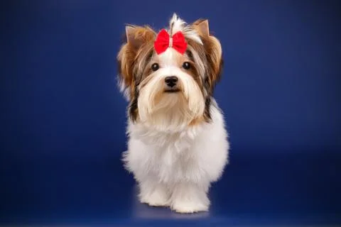 Studio portrait of a beaver terrier Stock Photos