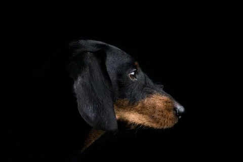 Studio portrait dachshund side Stock Photos