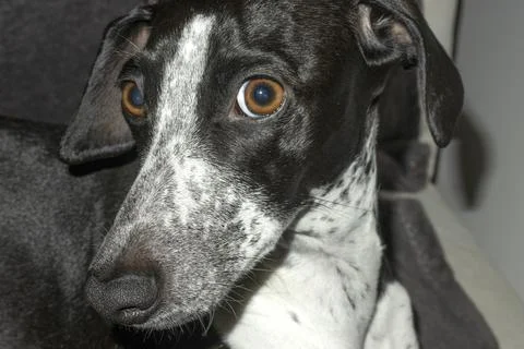 Studio Portrait of Ruby with Stars in Eyes Stock Photos