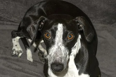 Studio Portrait of Ruby with Stars in Eyes Stock Photos