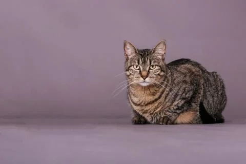Studio portrait of tabby cat looking at camera Stock Photos
