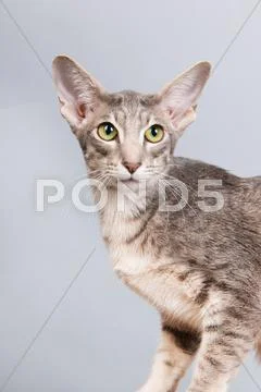 Studio portrait of tabby siamese cat Stock Photos