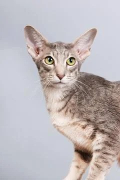 Studio portrait of tabby siamese cat Stock Photos