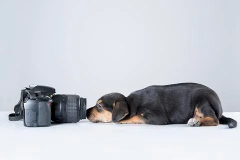 Studio puppie Fotos de archivo