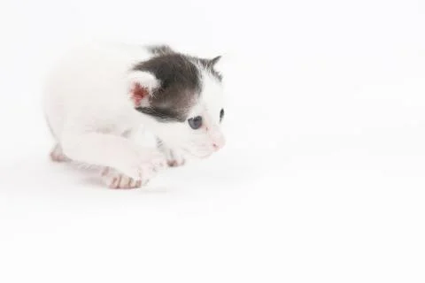 Studio shoot of baby kitten Stock Photos
