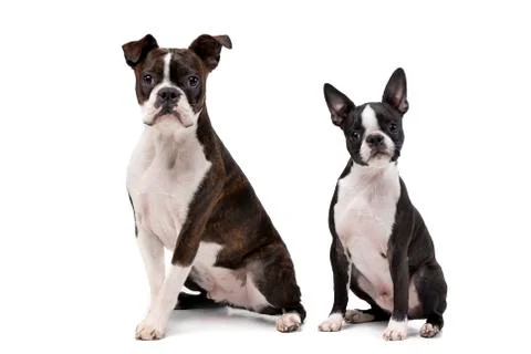 Studio shot of an adarable Boxer and a Boston terrier Stock Photos