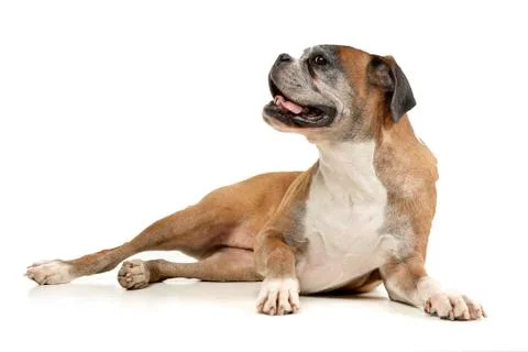 Studio shot of an adarable Boxer Stock Photos