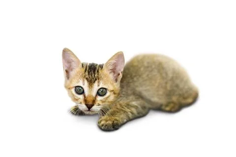 Studio shot of adoptable stray kitten Stock Photos