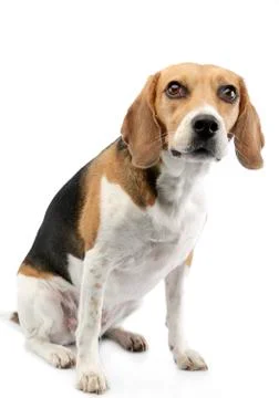 Studio shot of an adorable Beagle Stock Photos