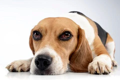 Studio shot of an adorable Beagle Stock Photos