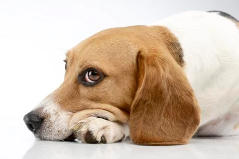 Studio shot of an adorable Beagle Stock Photos