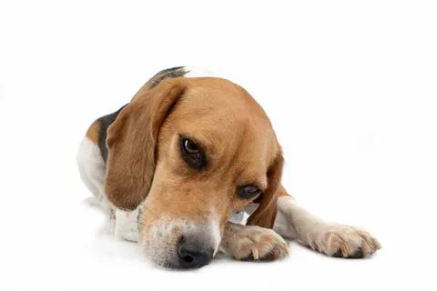 Studio shot of an adorable Beagle Stock Photos