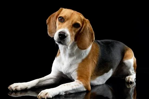 Studio shot of an adorable Beagle Stock Photos
