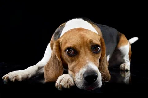 Studio shot of an adorable Beagle Stock Photos