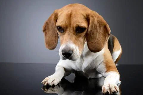 Studio shot of an adorable Beagle Stock Photos