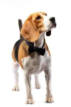 Studio shot of an adorable Beagle Stock Photos