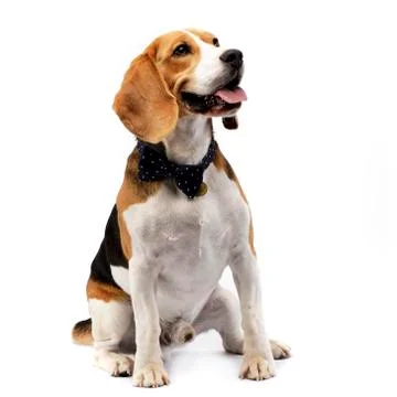 Studio shot of an adorable Beagle Stock Photos