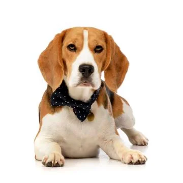 Studio shot of an adorable Beagle Stock Photos