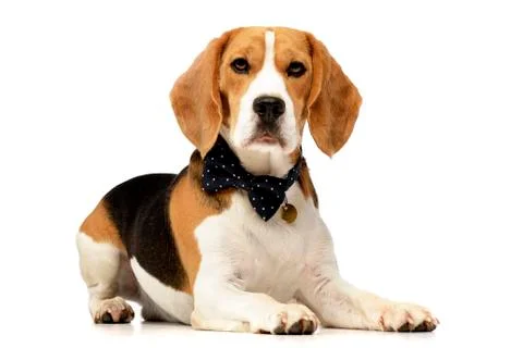 Studio shot of an adorable Beagle Stock Photos