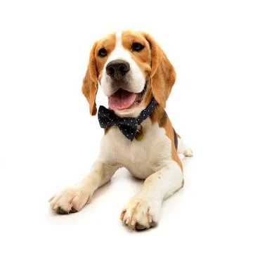 Studio shot of an adorable Beagle Stock Photos
