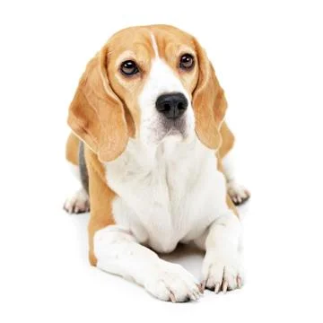 Studio shot of an adorable Beagle Stock Photos