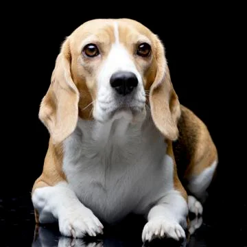 Studio shot of an adorable Beagle Stock Photos