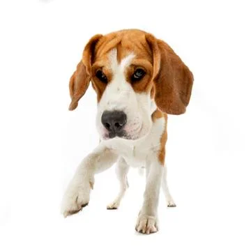 Studio shot of an adorable Beagle Stock Photos