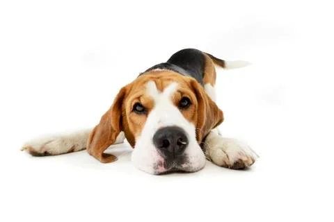 Studio shot of an adorable Beagle Stock Photos