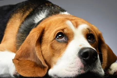 Studio shot of an adorable Beagle Stock Photos